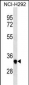HLA-DRA Antibody